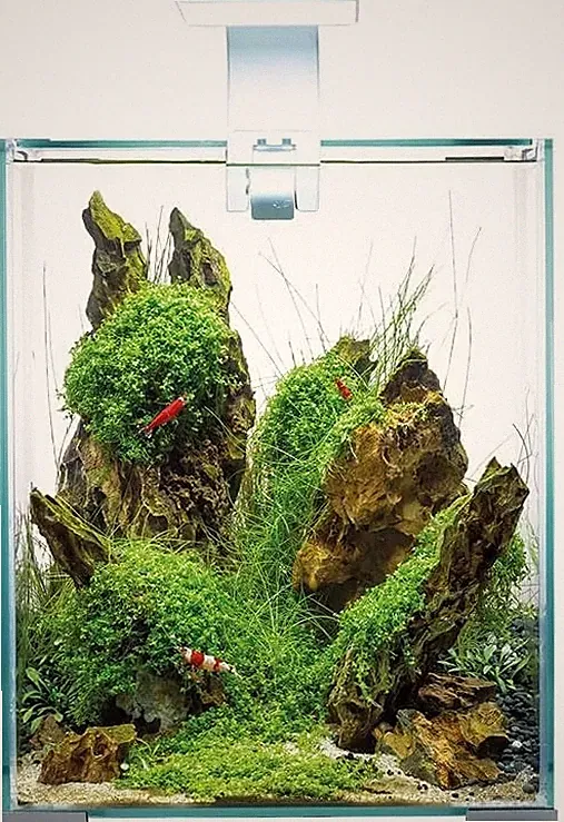 Aquael Shrimp Set Day & Night 30 Liter weiß 29x29x35cm Nano Aquarium Garnelen